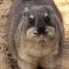 aussiefatguy