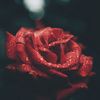 gigirose28_