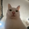 meeshmoosh98