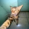 adamsafri11