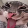 wwxsyzo