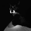 tuxeluna