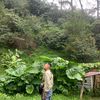 gilbranozora