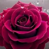 sarkawtn_boislama123