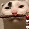 nansensu._