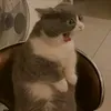 glitci_