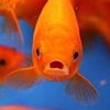 fishhhyfissha