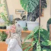 audy_993