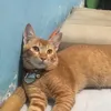 sipapasisiapasi