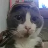 kucingpgnfyp