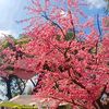 cancer_anindita