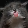 ugaliii