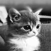 eman._ac