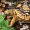 hercules_the_tortoise101