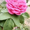 rourrou6