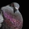 jimmythepigeon