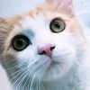 Neko Neko