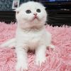 ❄Вислоушка🐈☁️