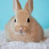 rabbit_lover45