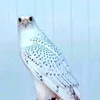 mohammed_hamed34