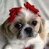 shih.tzu_amor
