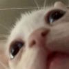 mitcchi_meow