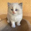 dani_121604