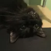 pinxyu