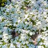 dokmay23_32