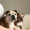 bulldogswithattitudes