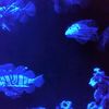 zodiacsighn059