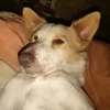 skibidiibed