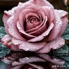 than.than.htay2469