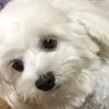 mistupz