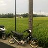 bandott41