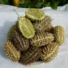 wild_cucumber_222