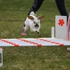 .kaniner.hoppning.123