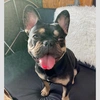 elvisthefrenchie