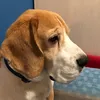 leo.beagl