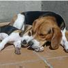 doby_dumbo_beagles