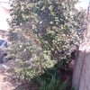 sastre_04