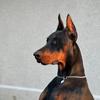 doberman.baks