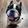 rembo_frenchbulldog