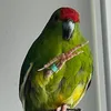 jasperchan1