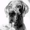 aria_the_greatdane