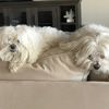 dog.mom122