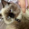 cutiepattotie2323