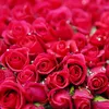 blumendeutsch
