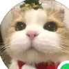 yukimeyui