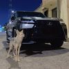 آلٰصـهـلٰ 🐺'
